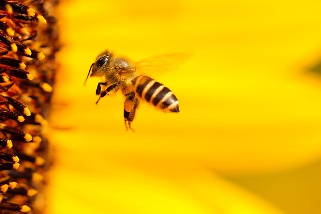 bee