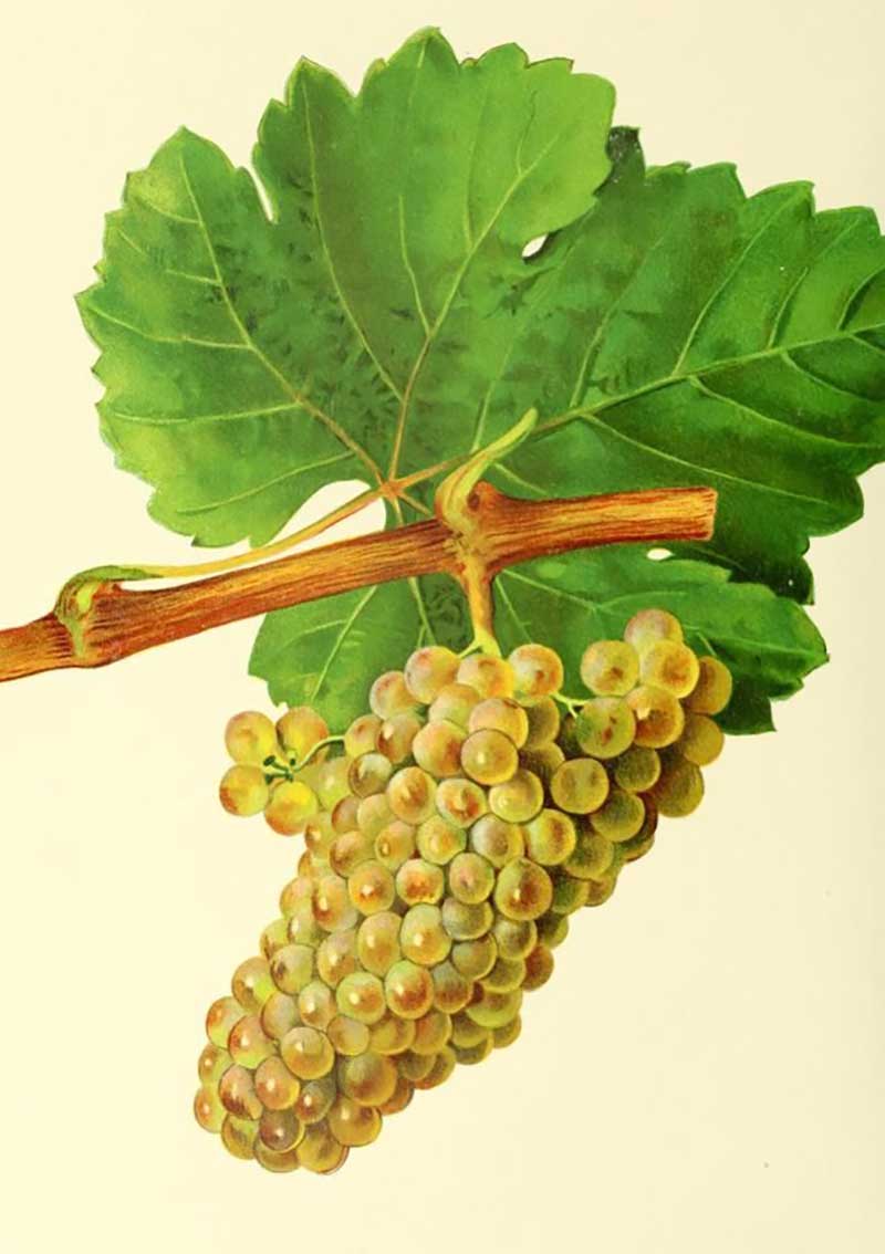 Sketch of Chenin Blanc grape