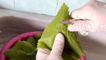 A hand cutting the stem from a grape leaf.
