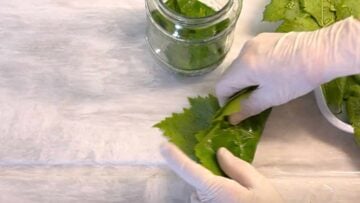Two hands folding the grape leaves.
