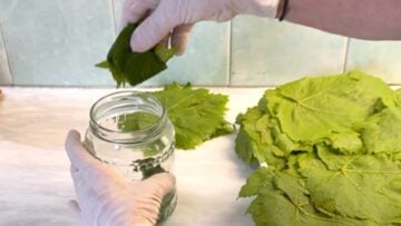 A hand placing folded grape leaves in a glass jar.