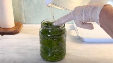 A hand pouring water over the leaves in the jar.