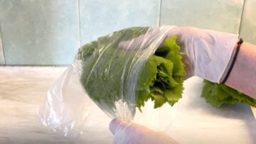 Two hands placing a pack of leaves into a plastic bag.