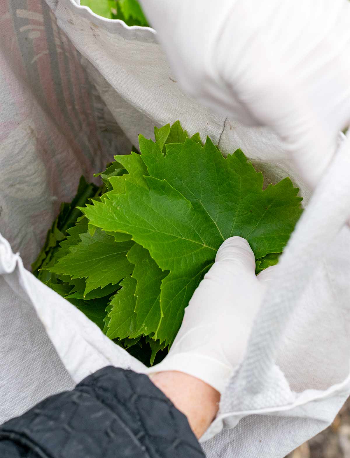 Two hands putting freshly picked grape leaves in a cotton bag.