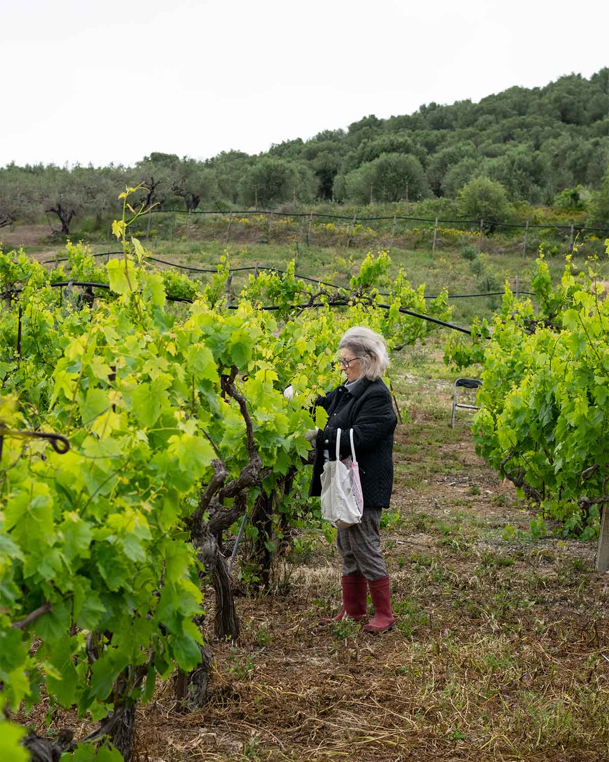 A woman picking grape leaves in a vineyard in Crete, Greece.