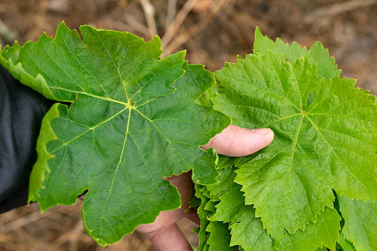 A hand holding a young and an old grape leaf.